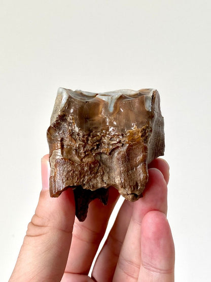 2.7" Partial Coelodonta species Molar - FossilsAndMore