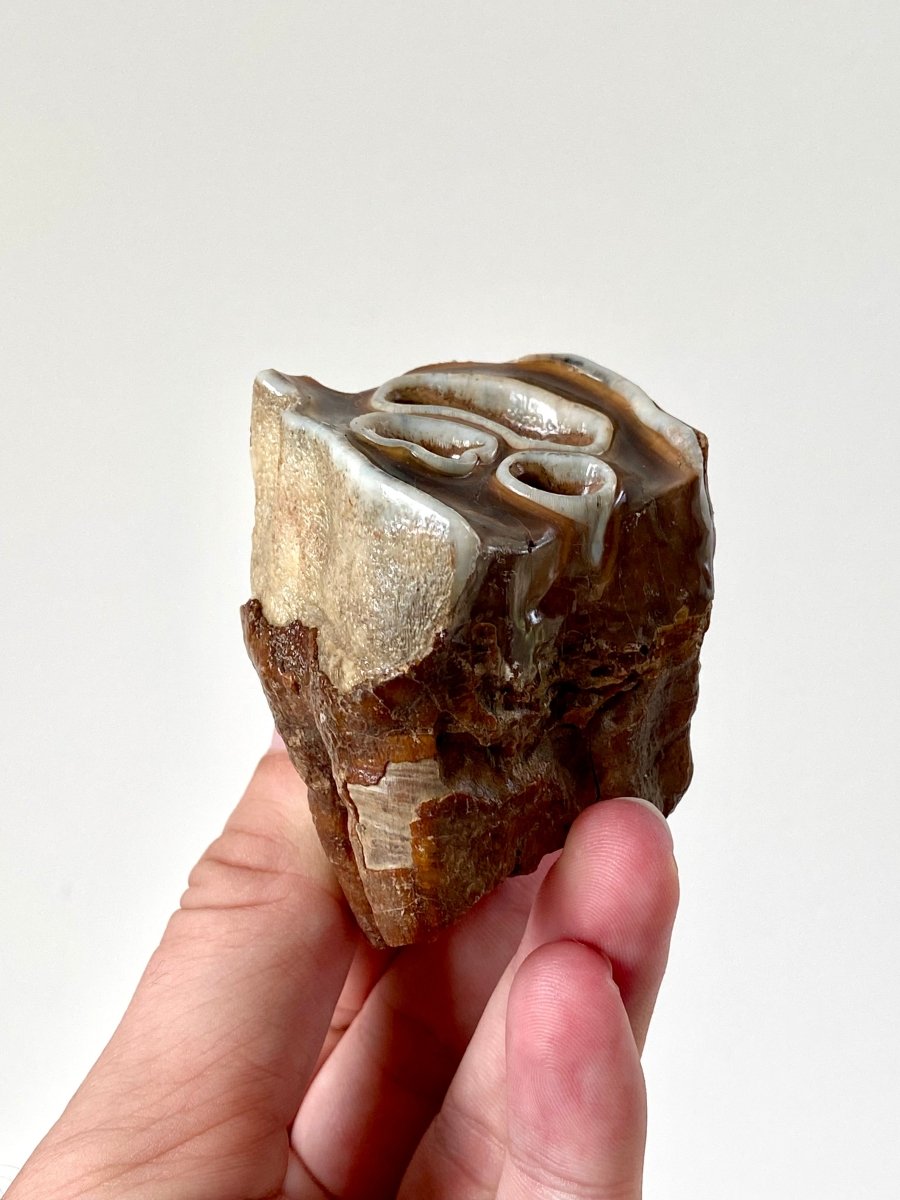 2.7" Partial Coelodonta species Molar - FossilsAndMore