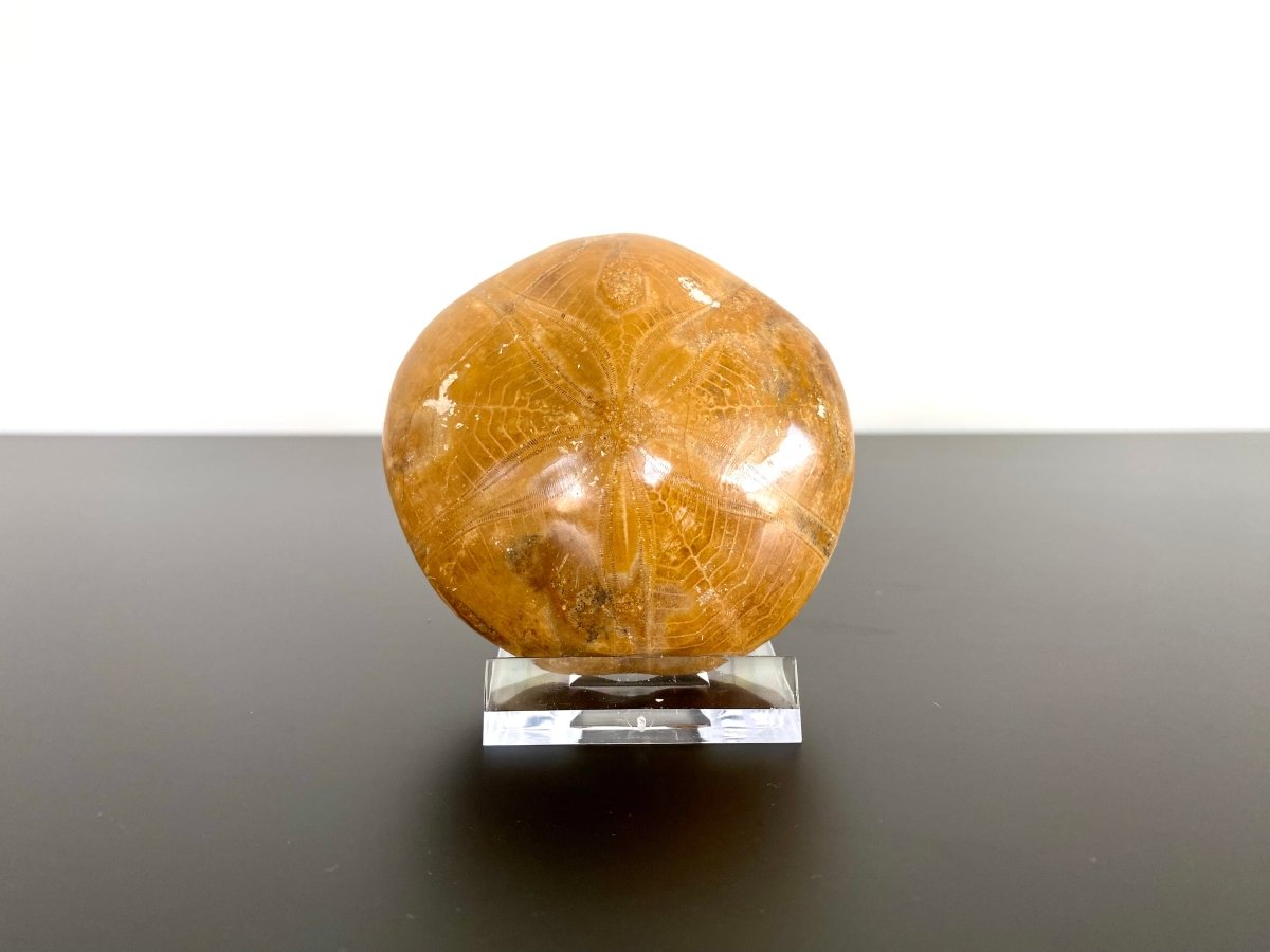 2.70" Fossil sea urchin, Pygurus Marmonti (Polished) - FossilsAndMore