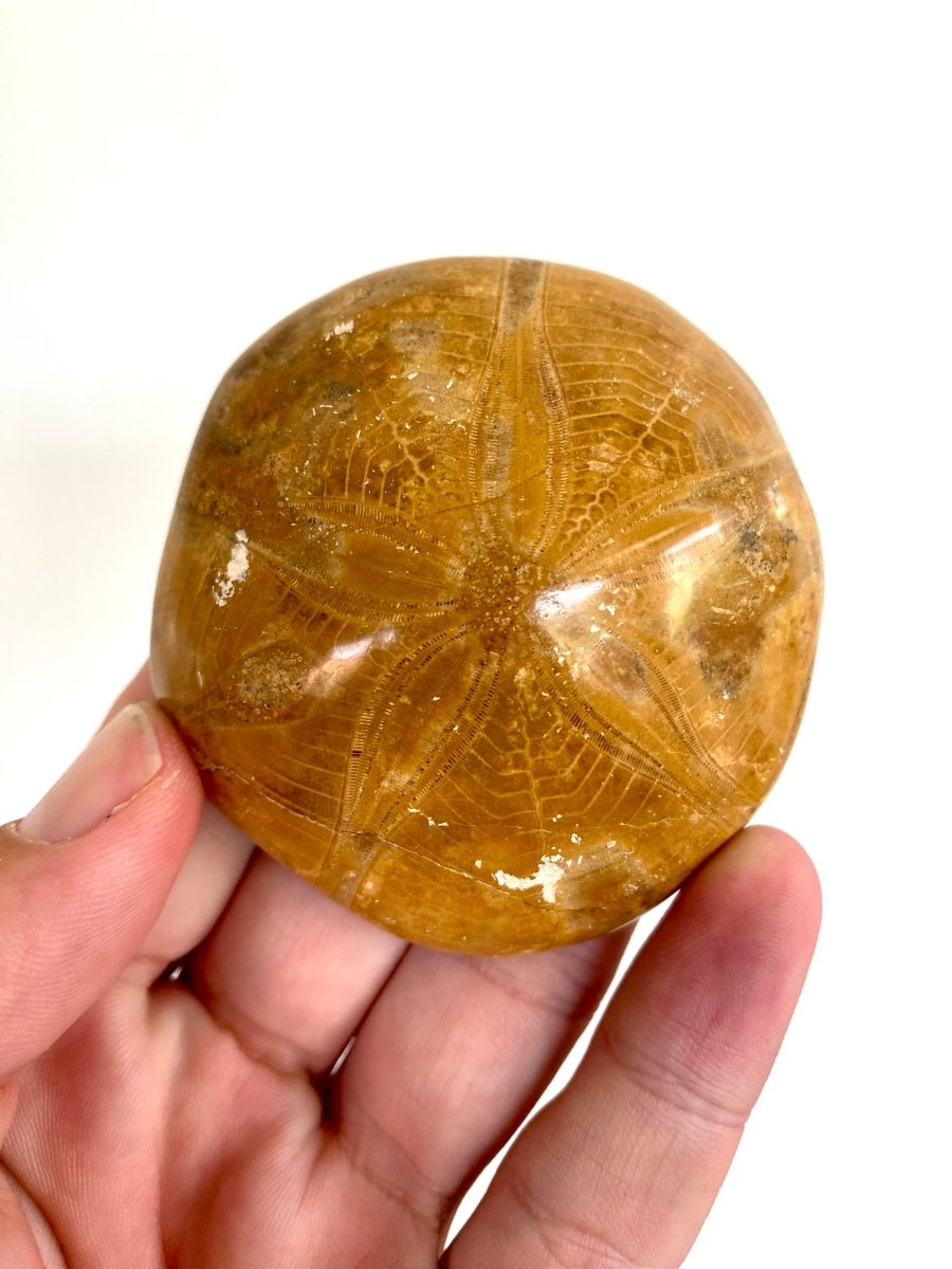 2.70" Fossil sea urchin, Pygurus Marmonti (Polished) - FossilsAndMore