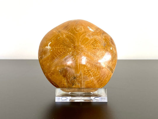 2.70" Fossil sea urchin, Pygurus Marmonti (Polished) - FossilsAndMore