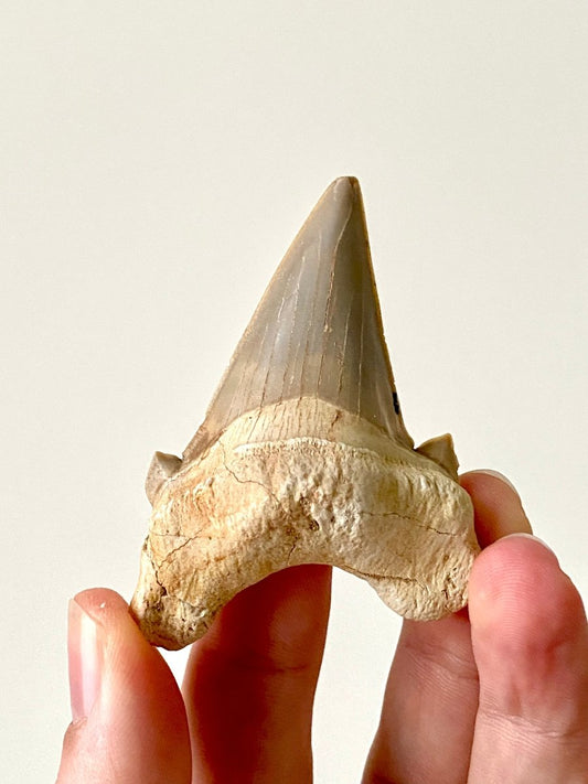 2.70" Otodus obliquus, fossil shark tooth - FossilsAndMore