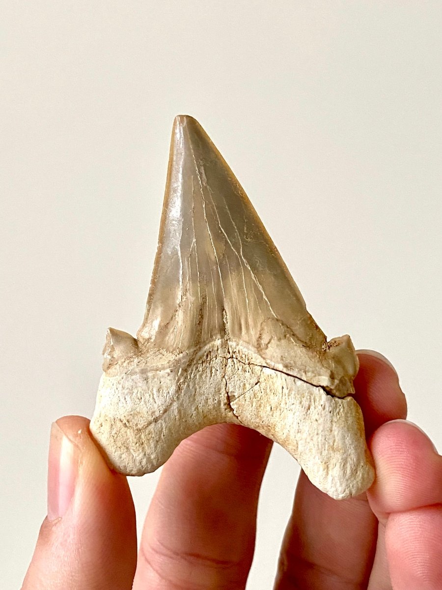 2.70" Otodus obliquus, fossil shark tooth - FossilsAndMore