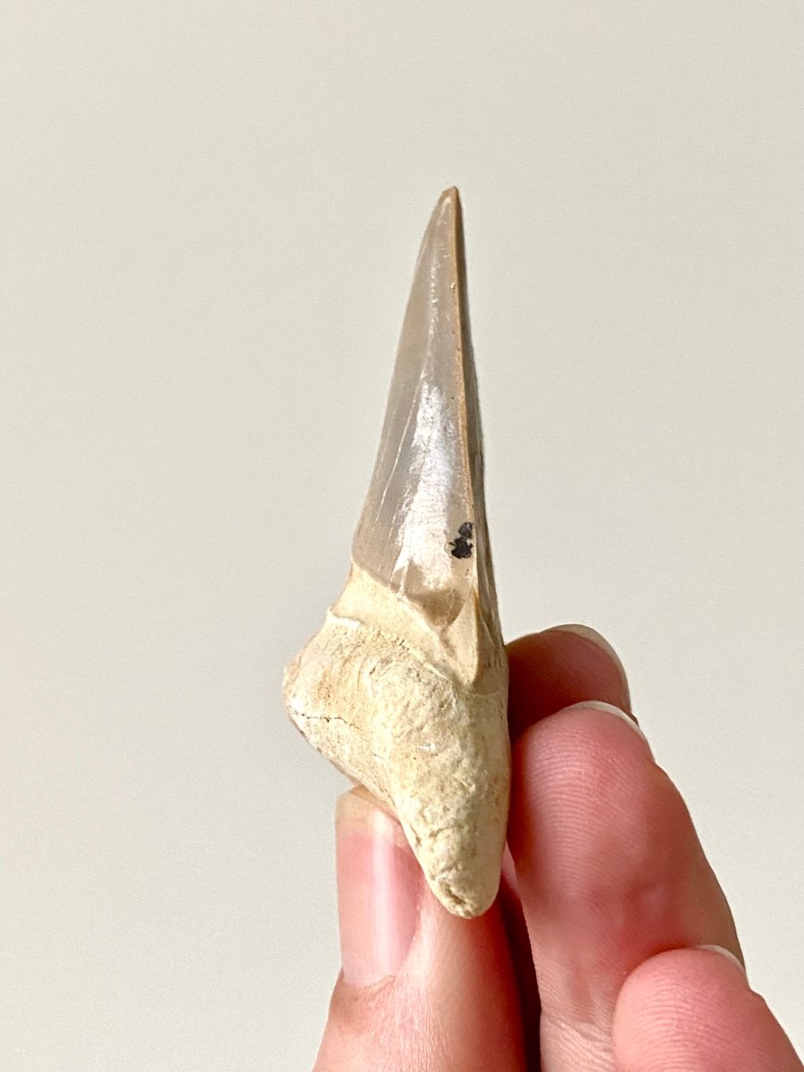 2.70" Otodus obliquus, fossil shark tooth - FossilsAndMore