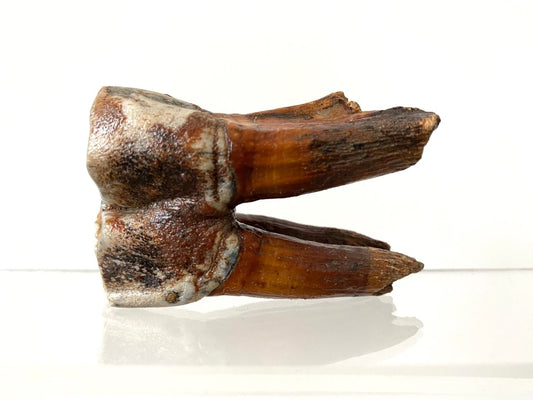 2.71" Coelodonta species Molar - FossilsAndMore