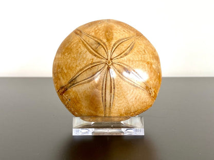 2.71" Fossil sea urchin, Pygurus Marmonti (Polished) - FossilsAndMore