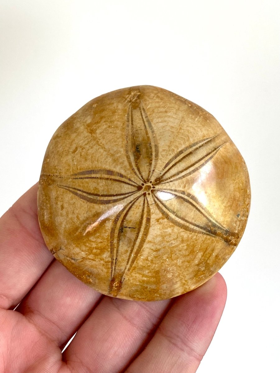 2.71" Fossil sea urchin, Pygurus Marmonti (Polished) - FossilsAndMore