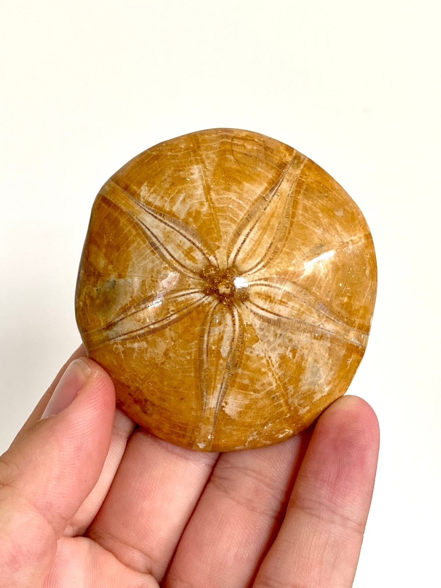 2.71" Fossil sea urchin, Pygurus Marmonti (Polished) - FossilsAndMore