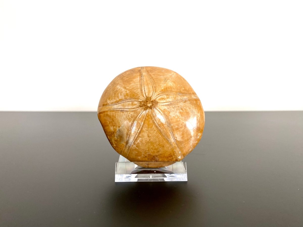 2.71" Fossil sea urchin, Pygurus Marmonti (Polished) - FossilsAndMore