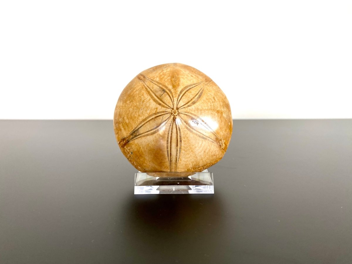 2.71" Fossil sea urchin, Pygurus Marmonti (Polished) - FossilsAndMore