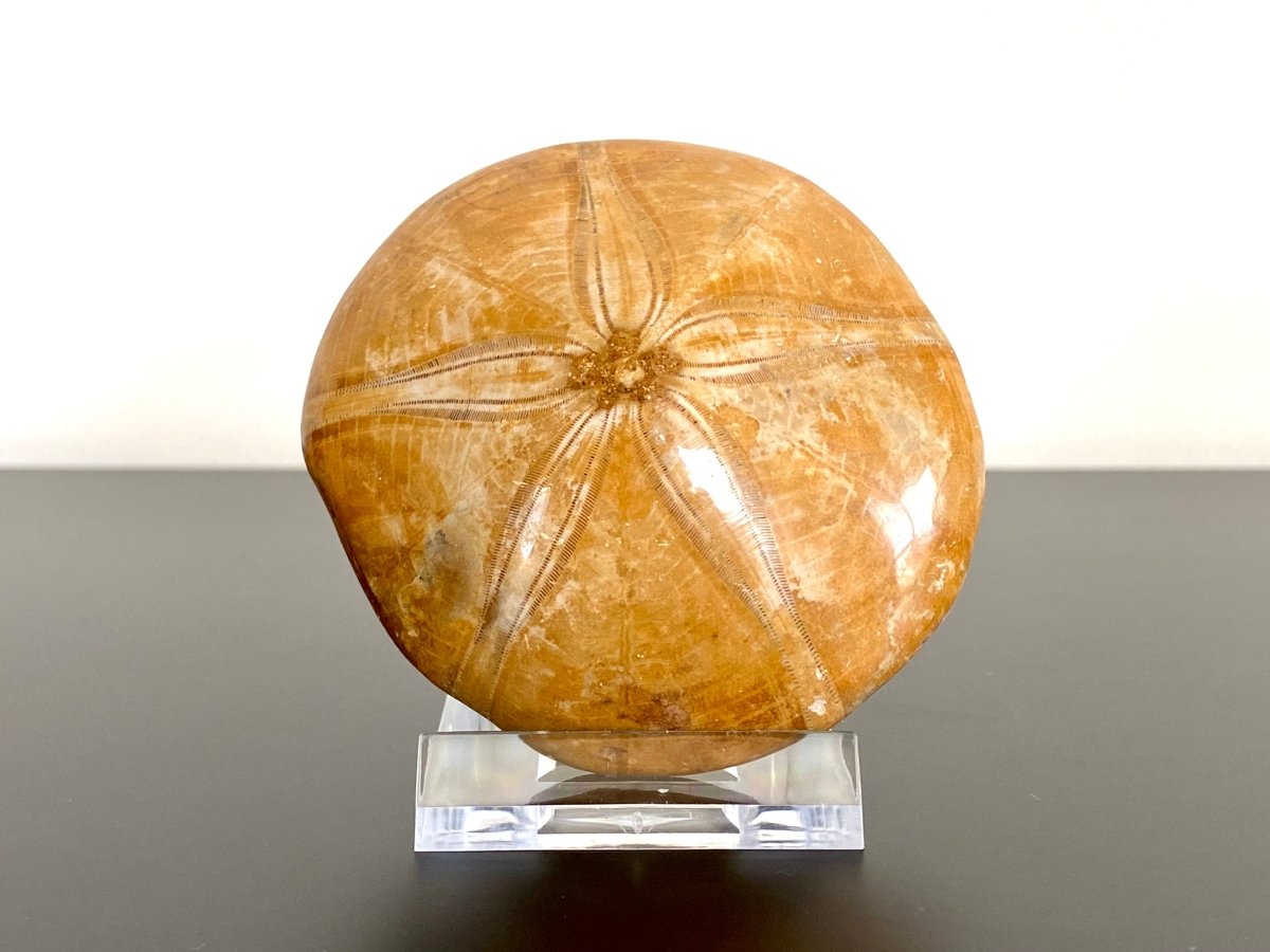 2.71" Fossil sea urchin, Pygurus Marmonti (Polished) - FossilsAndMore