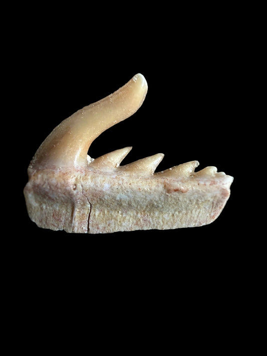 Weltonia ancistrodon Shark Tooth Fossil from Morocco (O001)