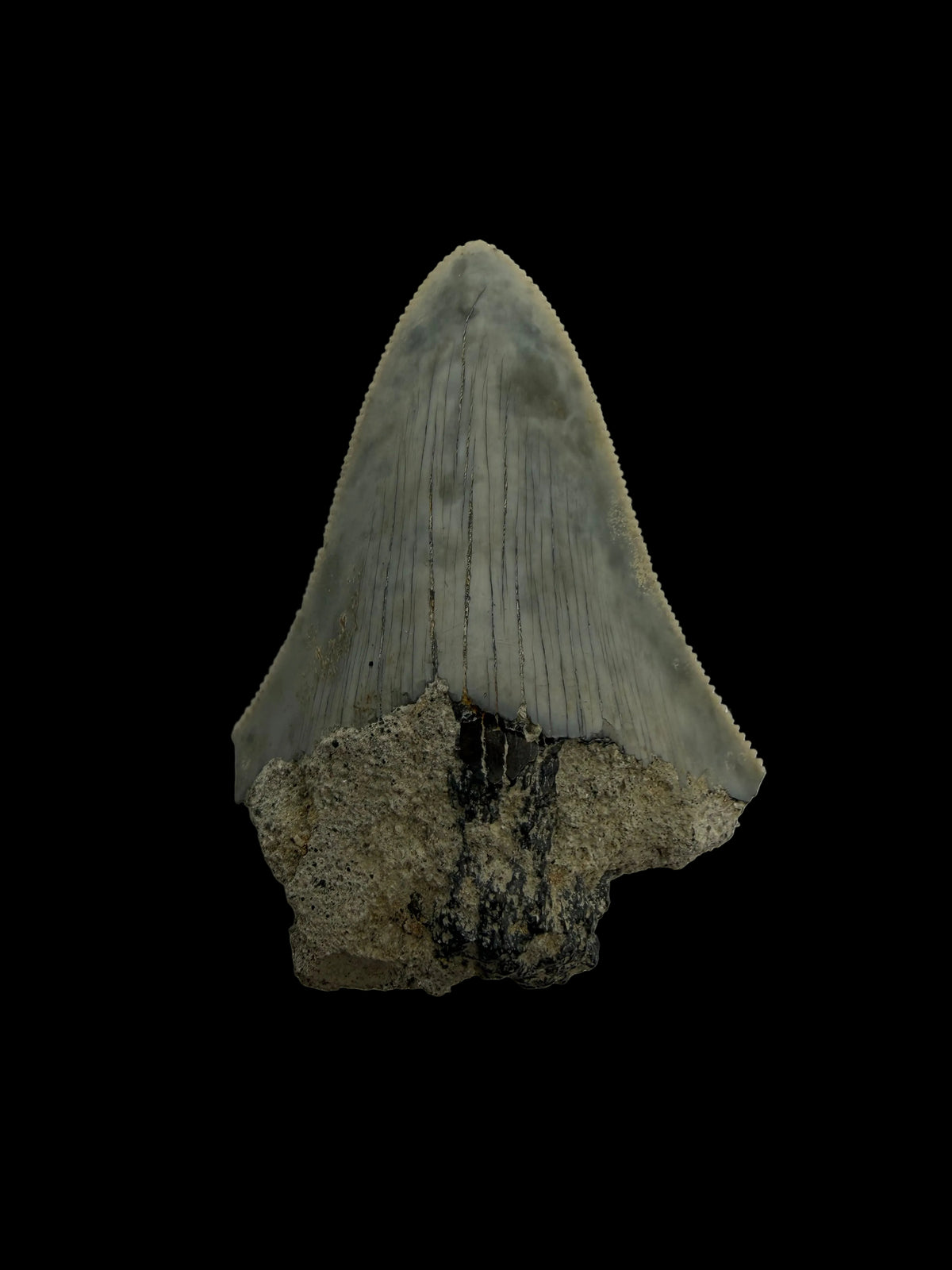 Megalodon Tooth Fragment from Indonesia | 2.17"