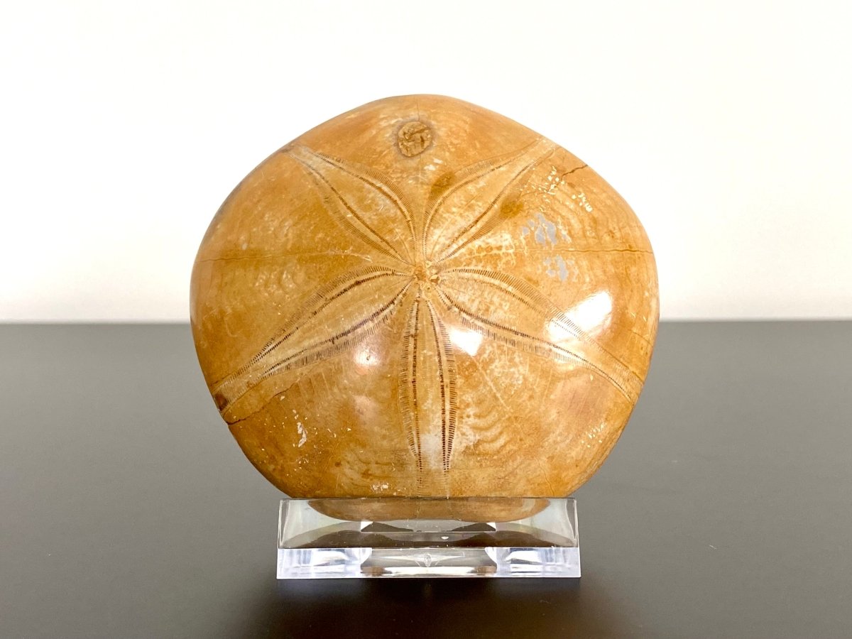 2.77" Fossil sea urchin, Pygurus Marmonti (Polished) - FossilsAndMore