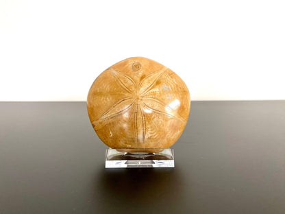 2.77" Fossil sea urchin, Pygurus Marmonti (Polished) - FossilsAndMore