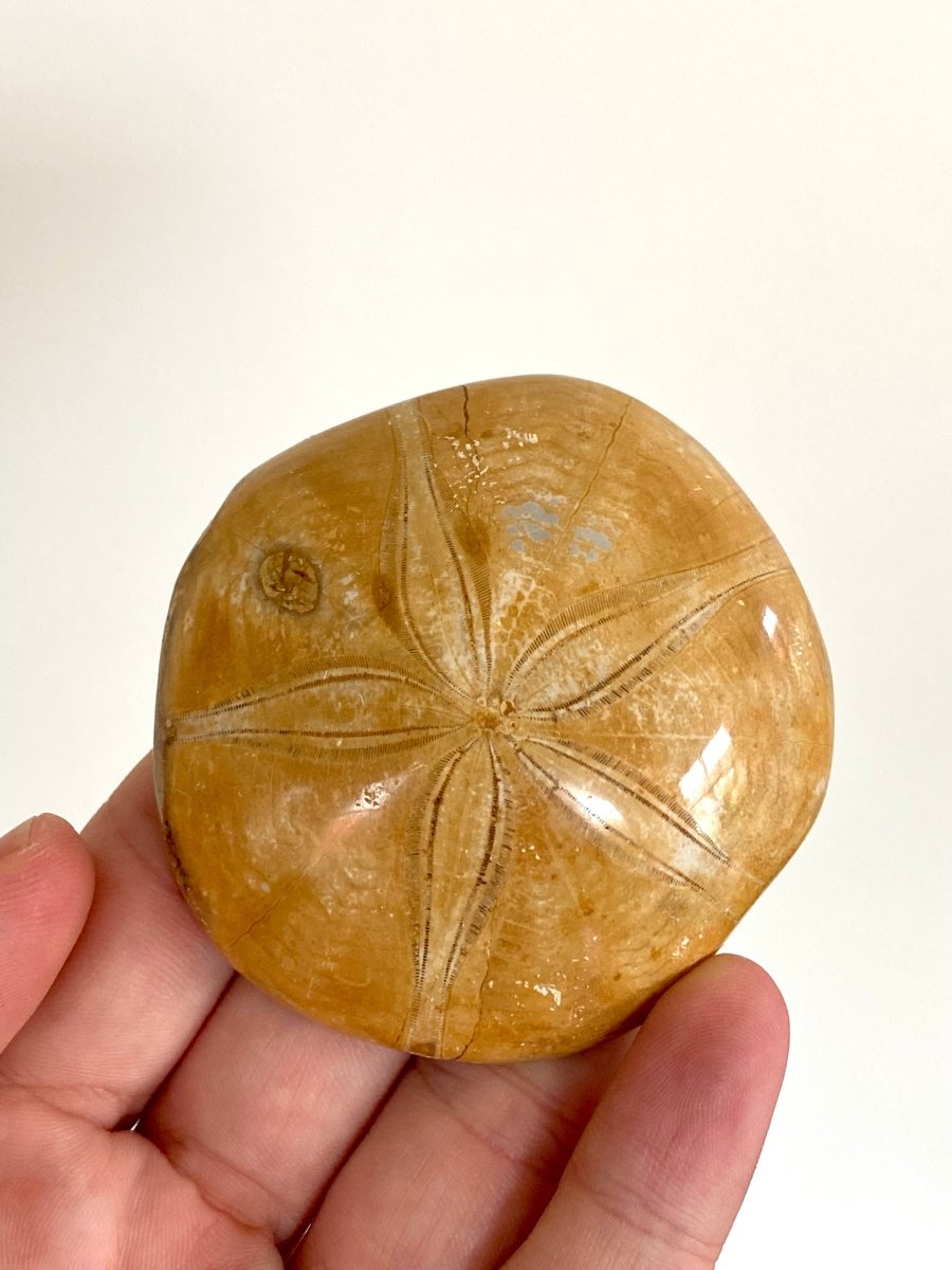 2.77" Fossil sea urchin, Pygurus Marmonti (Polished) - FossilsAndMore