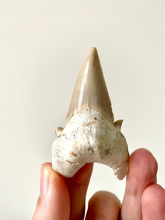 2.77" Otodus obliquus, fossil shark tooth - FossilsAndMore