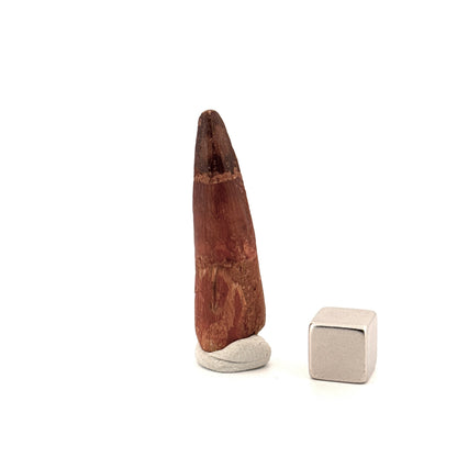 Spinosaurus Tooth Fossil (1.65") – Late Cretaceous Dinosaur tooth from Morocco