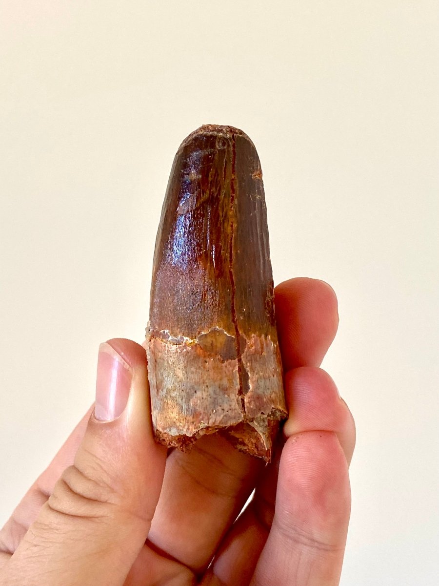 2.82" Spinosaurus fossil dinosaur tooth - FossilsAndMore