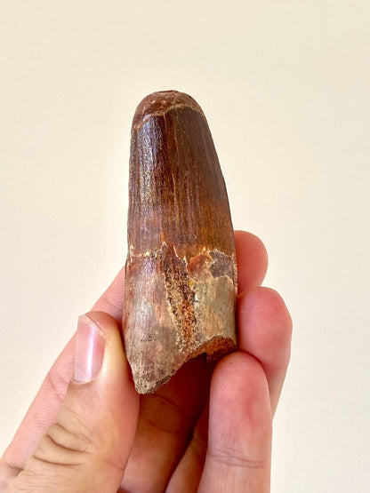 2.82" Spinosaurus fossil dinosaur tooth - FossilsAndMore