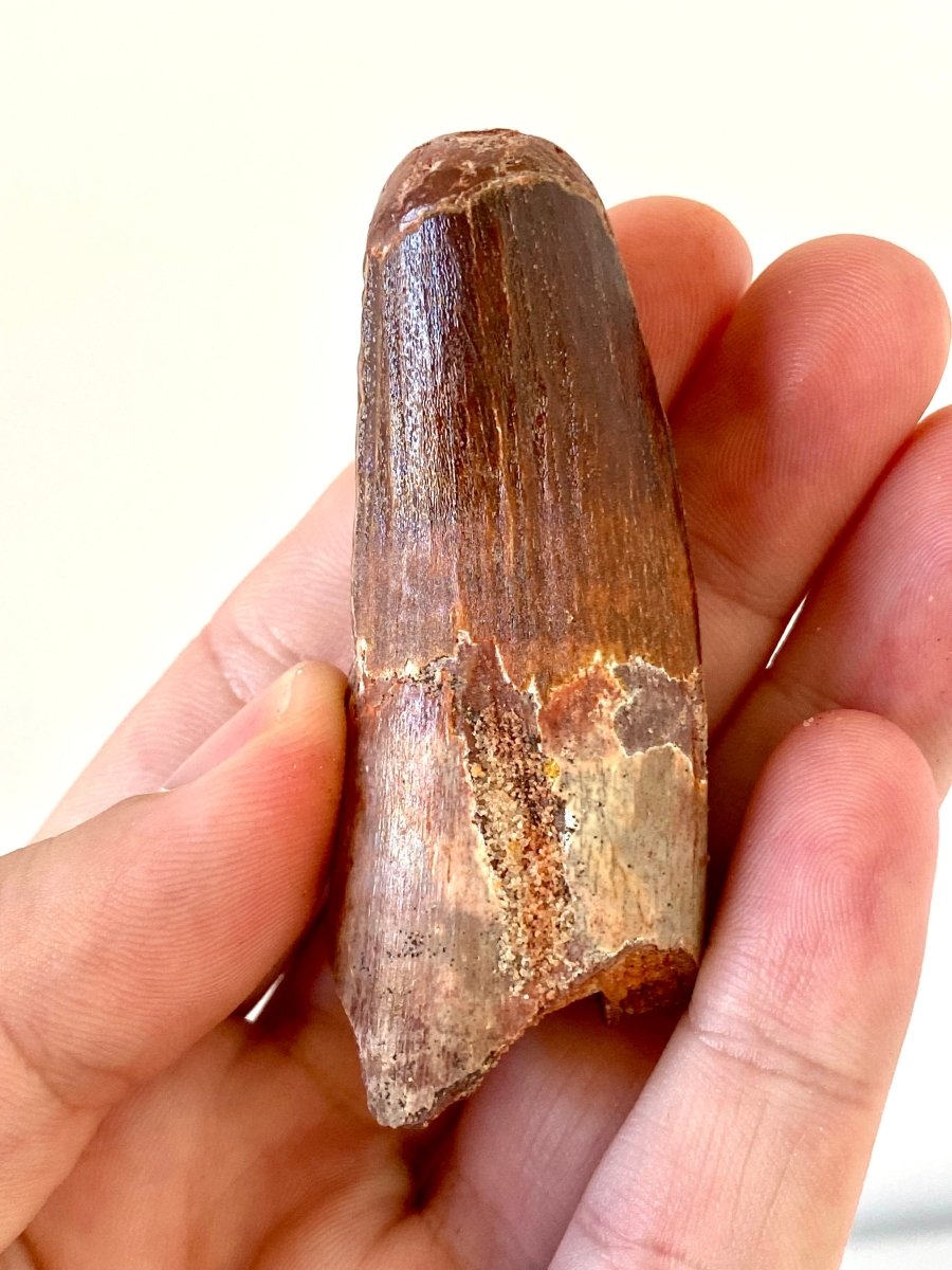 2.82" Spinosaurus fossil dinosaur tooth - FossilsAndMore