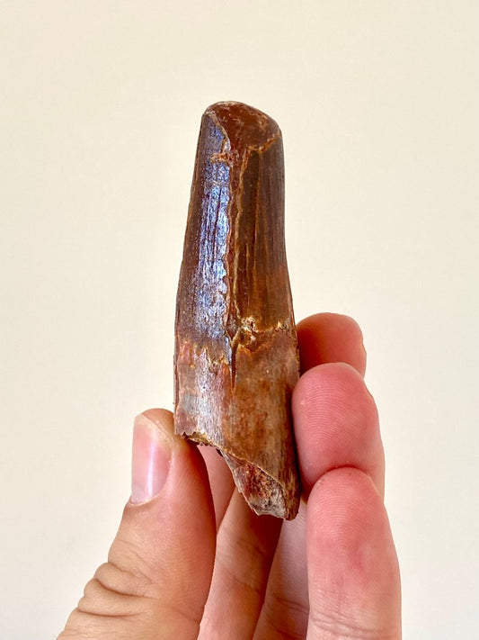 2.82" Spinosaurus fossil dinosaur tooth - FossilsAndMore