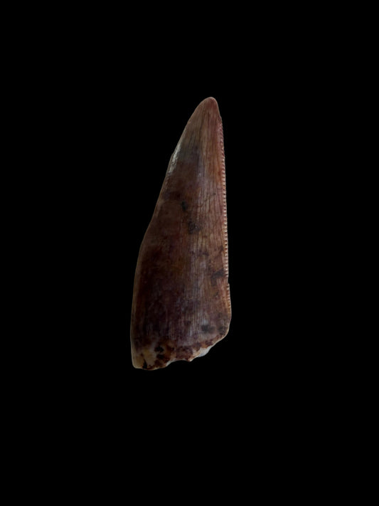 Redondasaurus, Phytosaur fossils tooth  from Late Triassic, USA | 0.61"