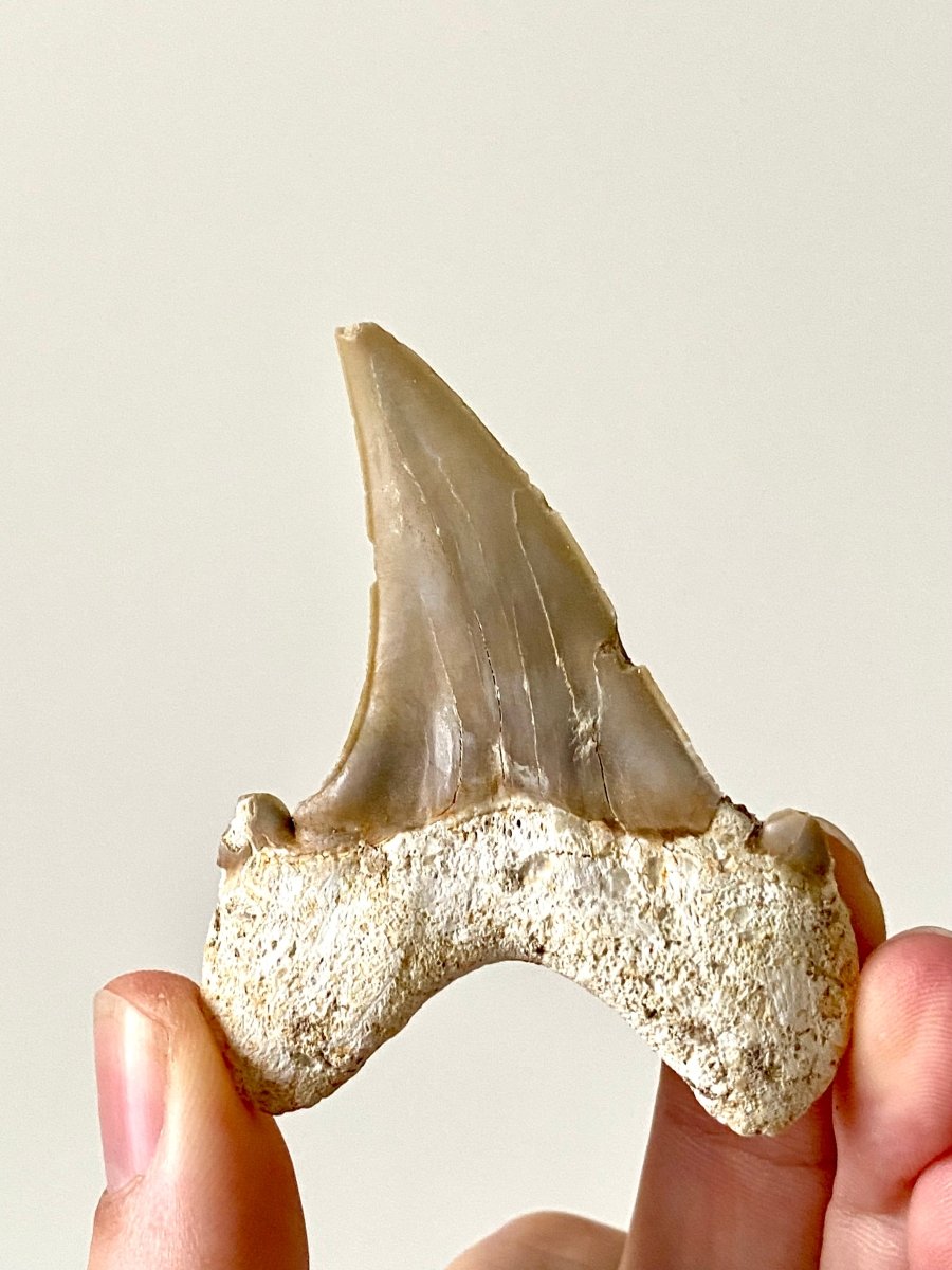 2.83" Otodus obliquus, fossil shark tooth - FossilsAndMore