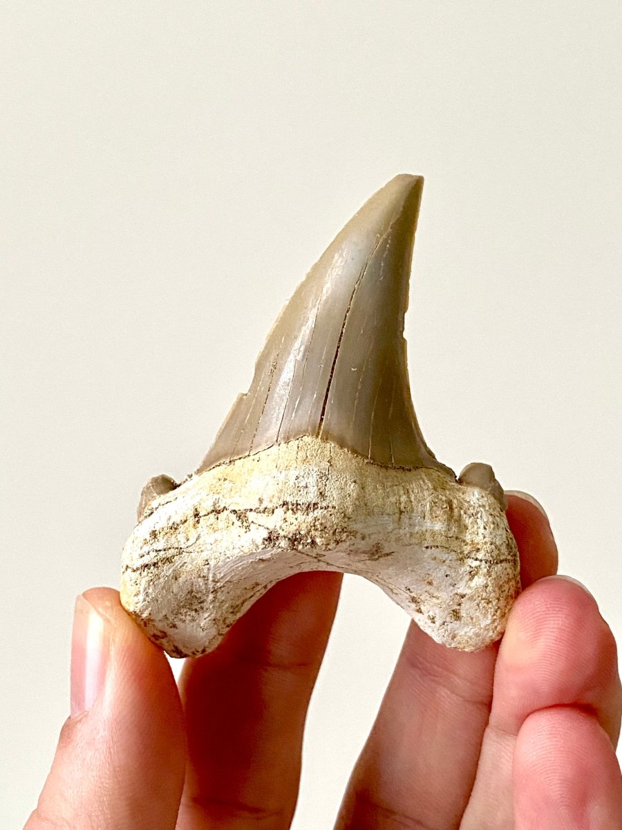 2.83" Otodus obliquus, fossil shark tooth - FossilsAndMore