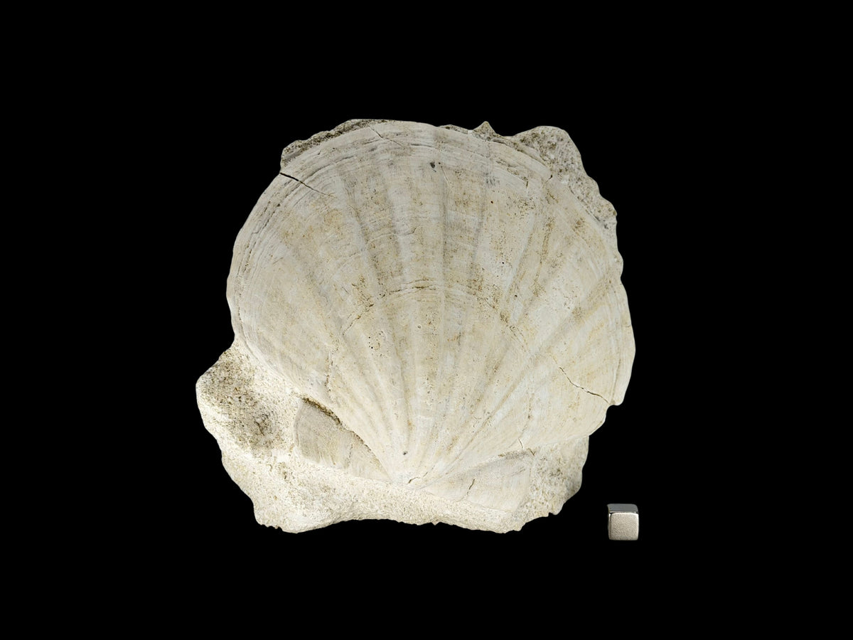Gigantopecten fossiele schelp – Mioceen, Frankrijk (5.65 inch)