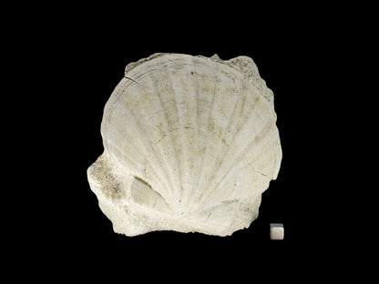 Gigantopecten fossiele schelp – Mioceen, Frankrijk (5.65 inch)