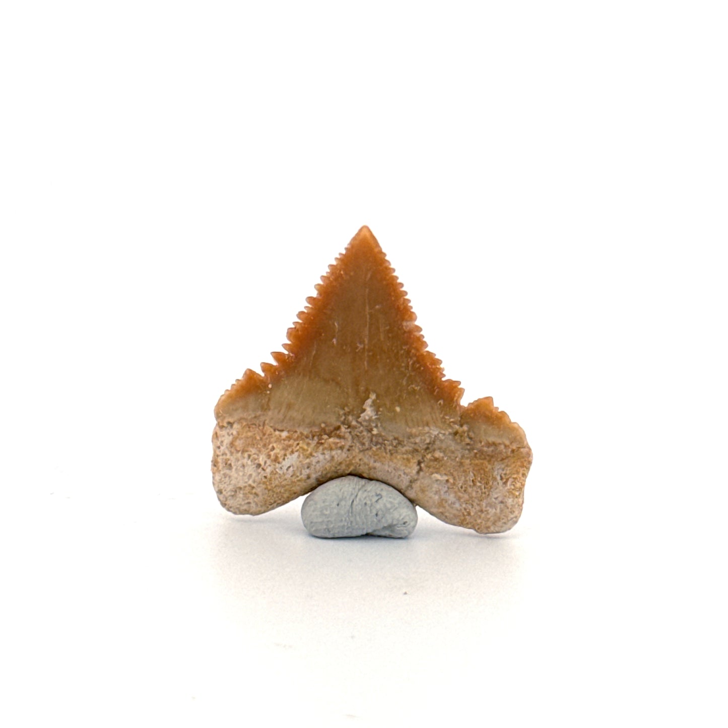 Palaeocarcharodon orientalis Tooth (1.10") from Morocco