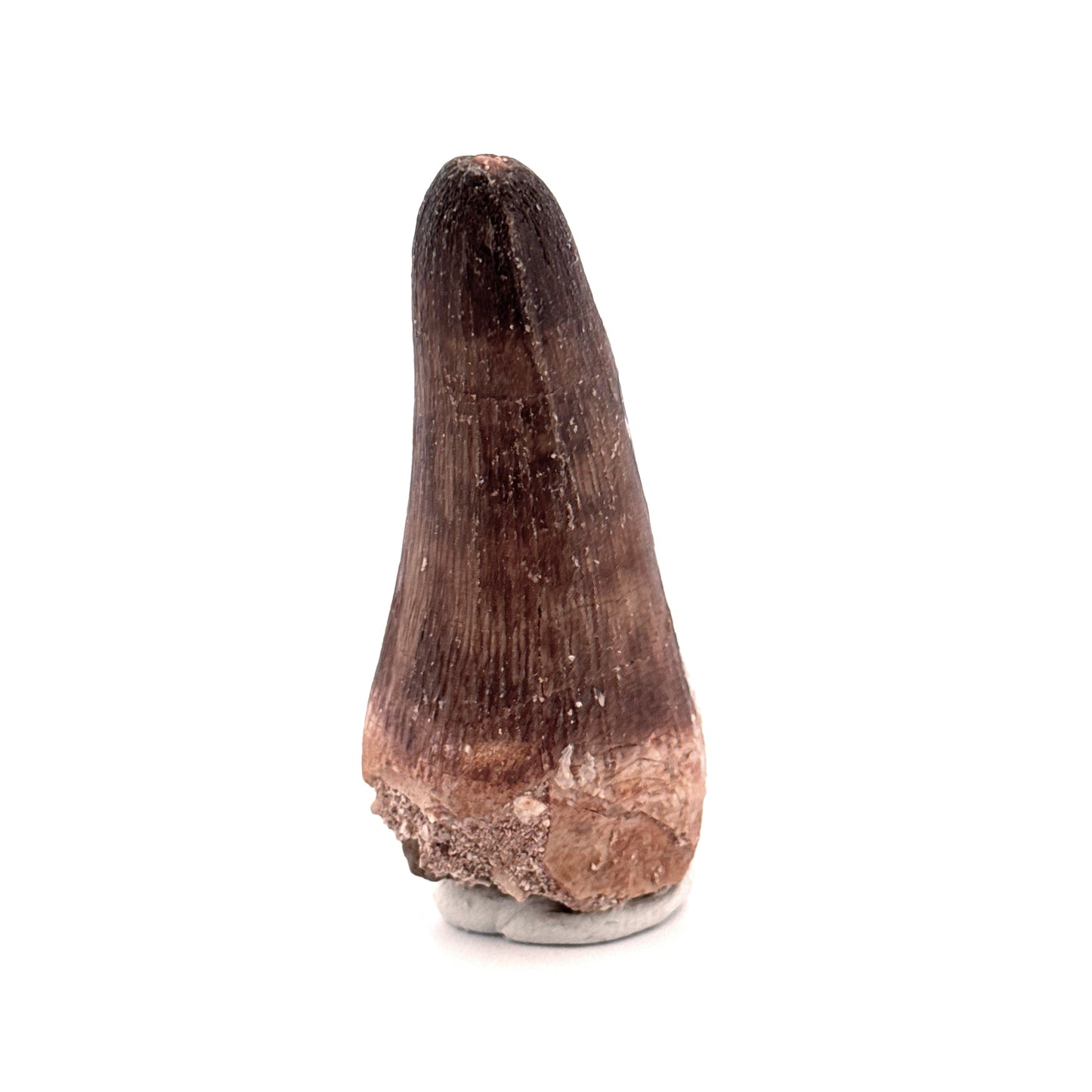 Maroccosuchus zennaroi Fossil tooth (2.10") from Morocco
