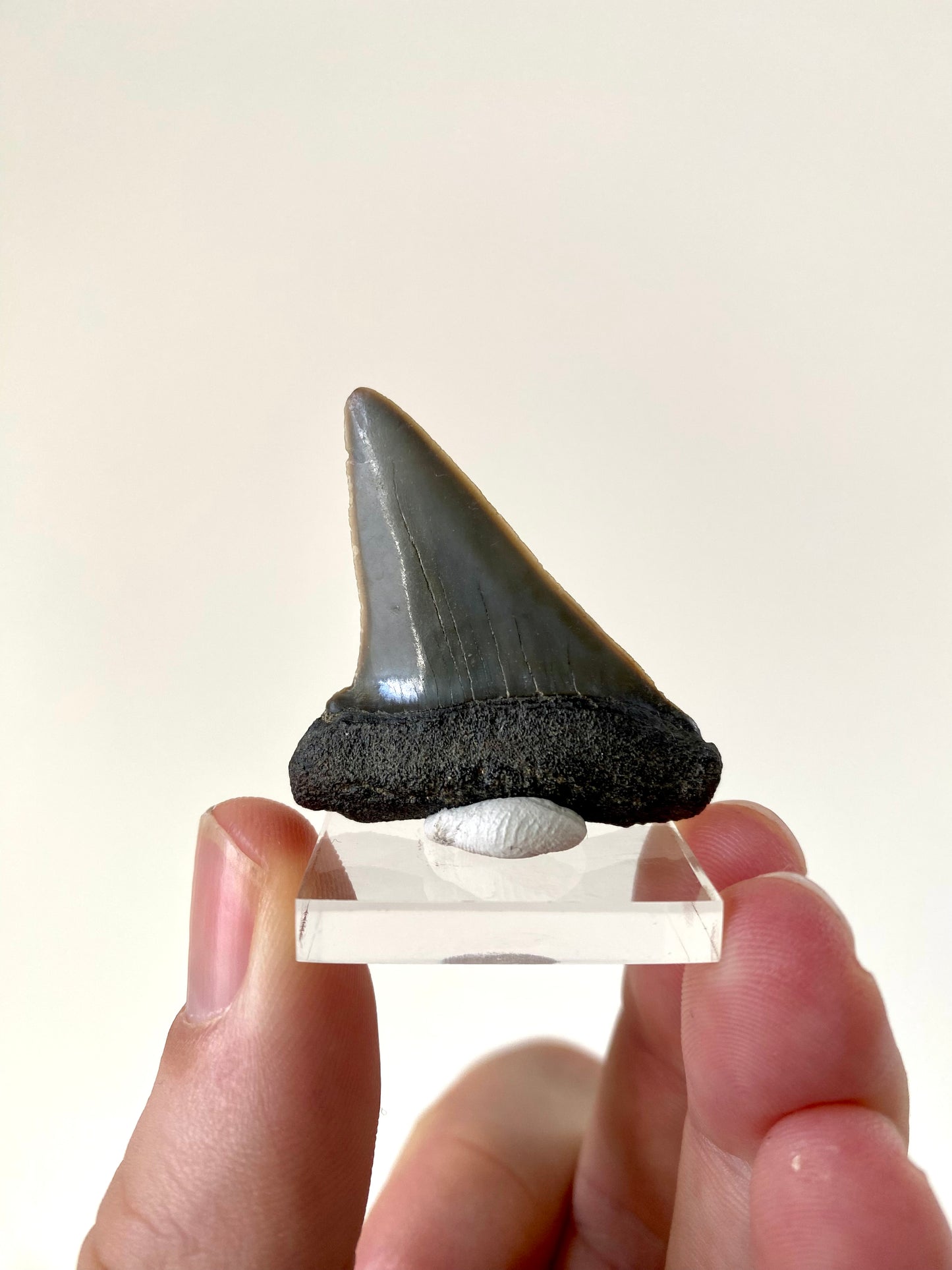 C. Hastalis fossil tooth (4.4cm)