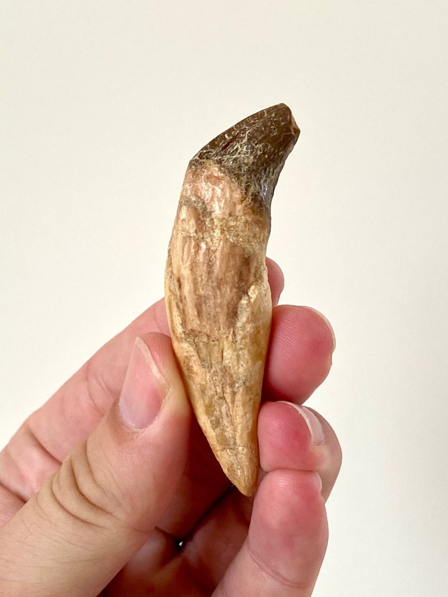 2.88” Basilosaurus fossil tooth - FossilsAndMore