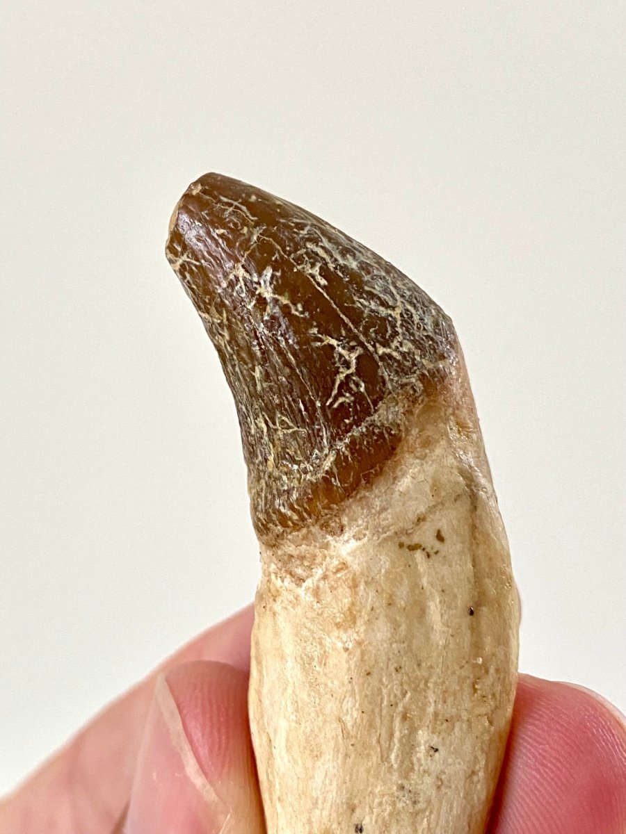 2.88” Basilosaurus fossil tooth - FossilsAndMore