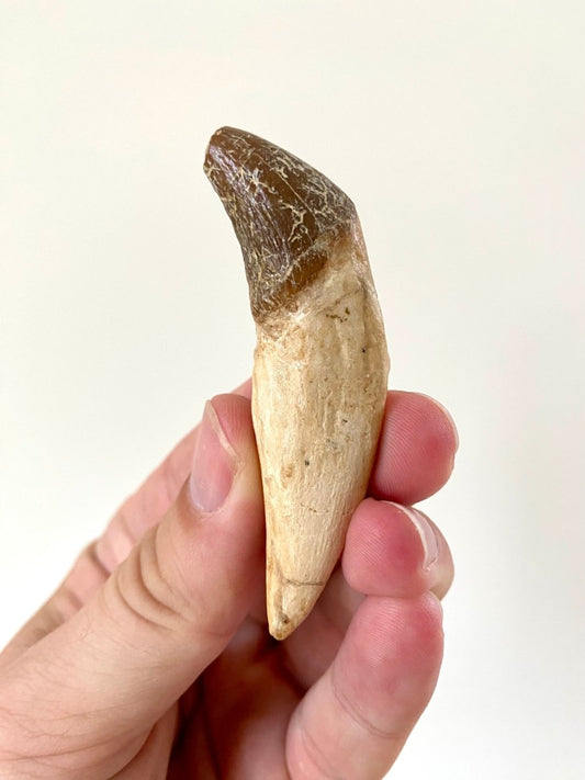 2.88” Basilosaurus fossil tooth - FossilsAndMore