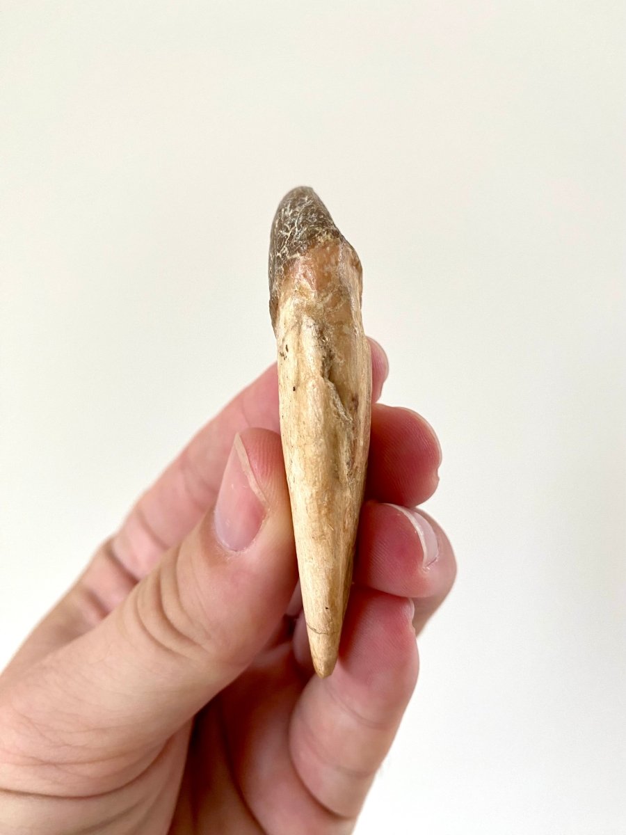 2.88” Basilosaurus fossil tooth - FossilsAndMore