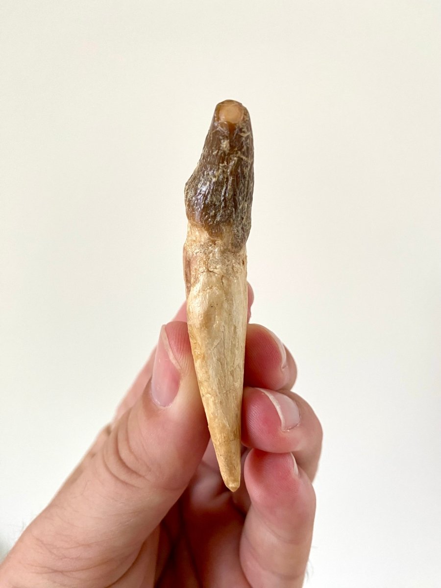 2.88” Basilosaurus fossil tooth - FossilsAndMore