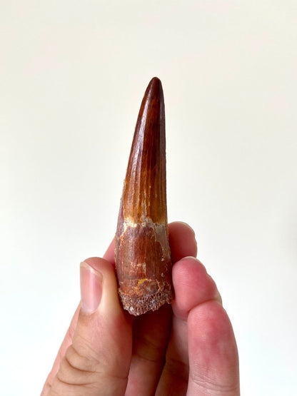 2.88" Spinosaurus fossil dinosaur tooth - FossilsAndMore