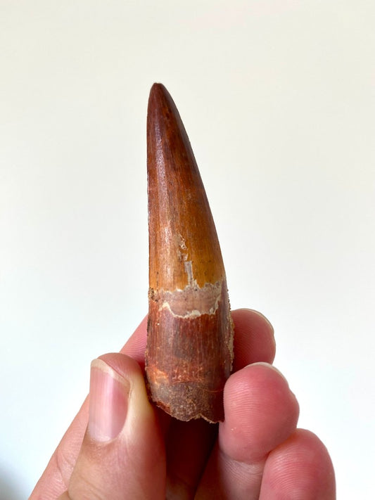 2.88" Spinosaurus fossil dinosaur tooth - FossilsAndMore