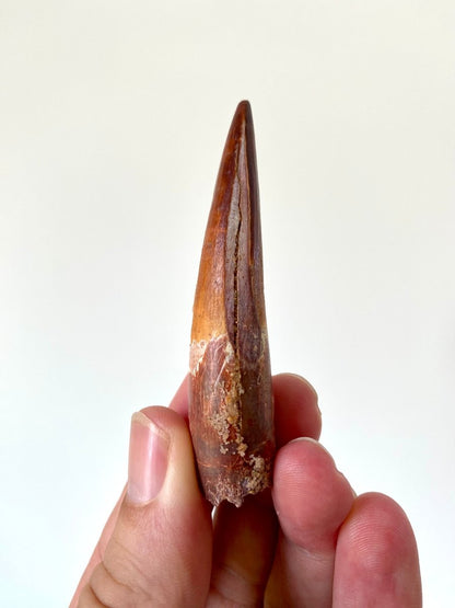 2.88" Spinosaurus fossil dinosaur tooth - FossilsAndMore