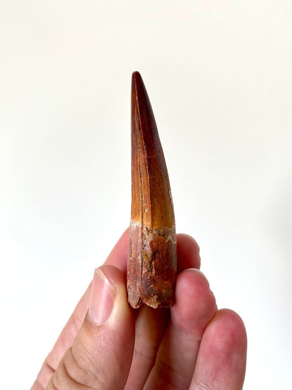 2.88" Spinosaurus fossil dinosaur tooth - FossilsAndMore