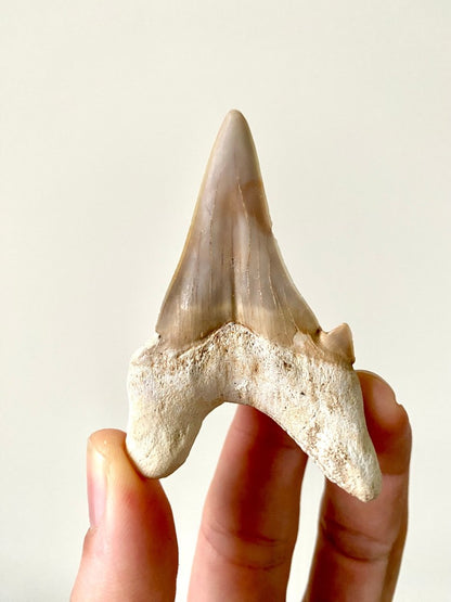 2.91" Otodus obliquus, fossil shark tooth - FossilsAndMore