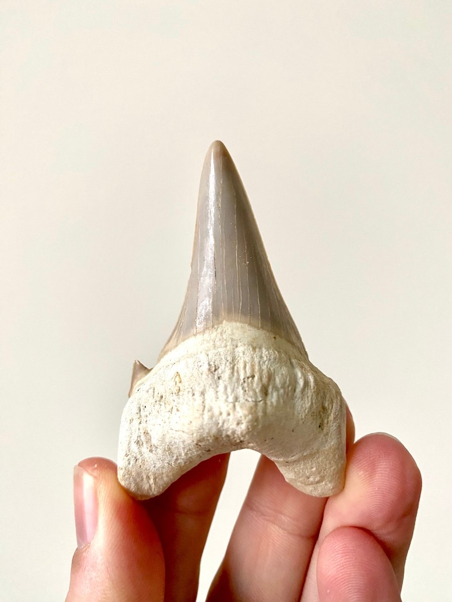 2.91" Otodus obliquus, fossil shark tooth - FossilsAndMore