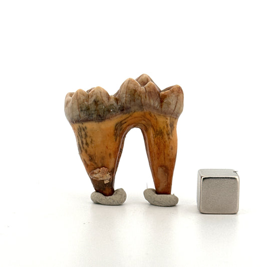 Cave Bear (Ursus spelaeus) molar from pleistocene, Rumania | 1.34"
