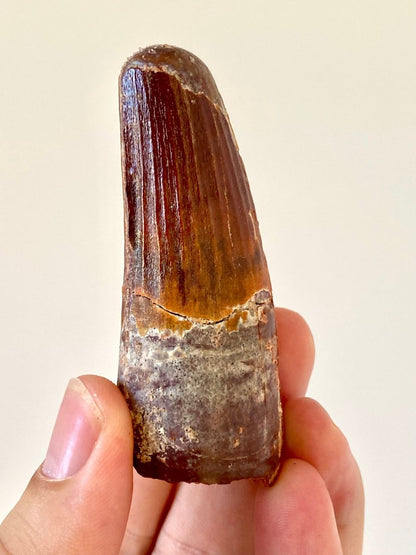 2.94" Spinosaurus fossil dinosaur tooth - FossilsAndMore