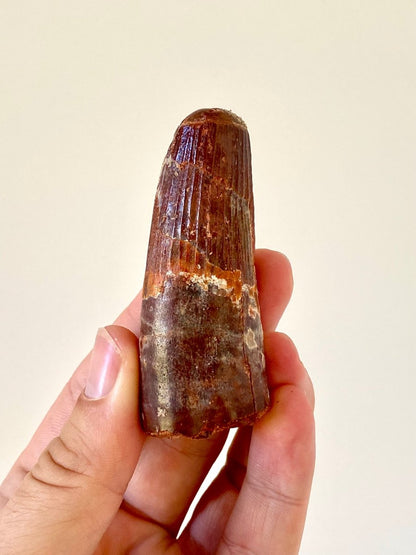 2.94" Spinosaurus fossil dinosaur tooth - FossilsAndMore