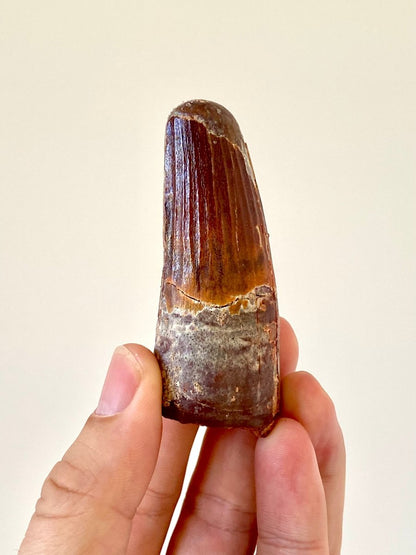 2.94" Spinosaurus fossil dinosaur tooth - FossilsAndMore