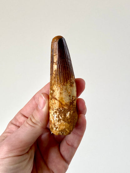 4" (10,4 cm) Big Spinosaurus fossil tooth